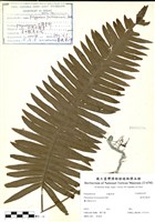 藏品(臺灣水龍骨)的圖片